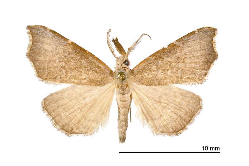 Ectogonia butleri Male
